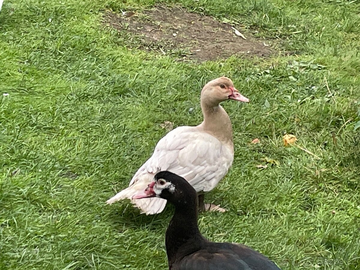 PRODÁM MLADÉ PIŽMOVKY VELKÉ KRÁSNÝCH BAREV - 9