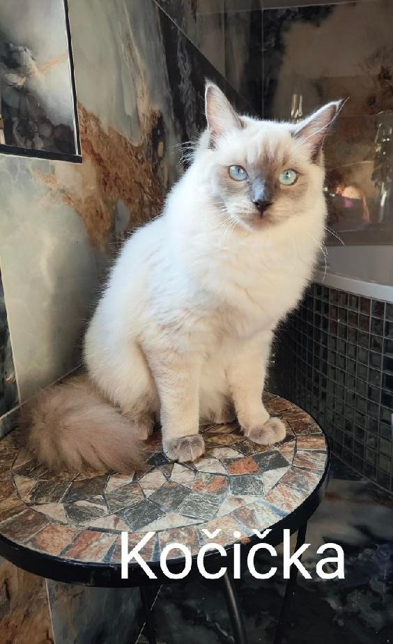 Ragdoll koťátka bez PP - 9