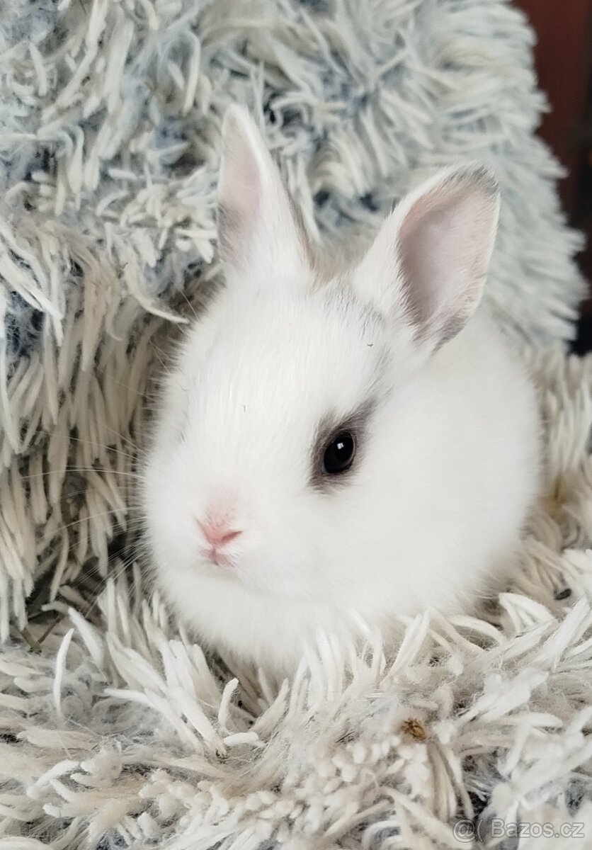 Zakrslý králík - 9