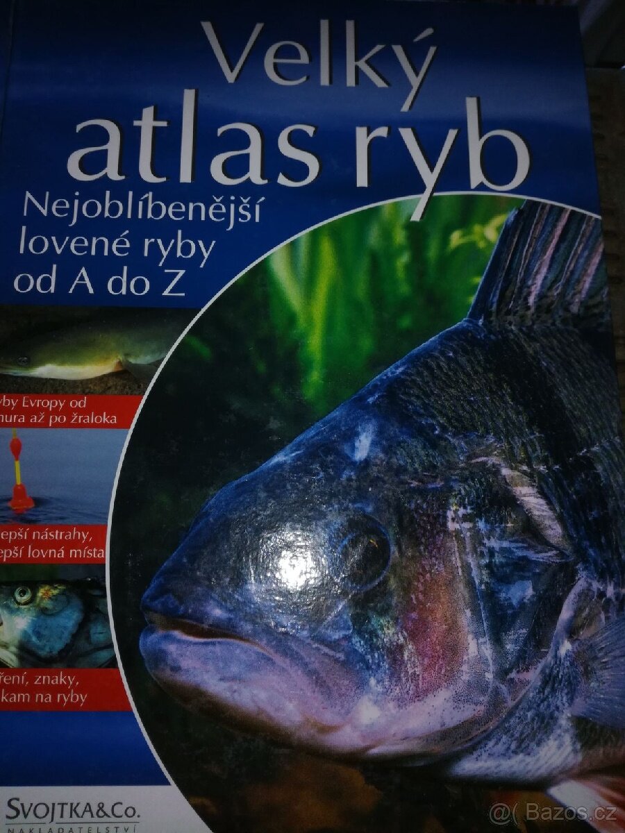 Holubi osli ryby koně ptáci včely - 9