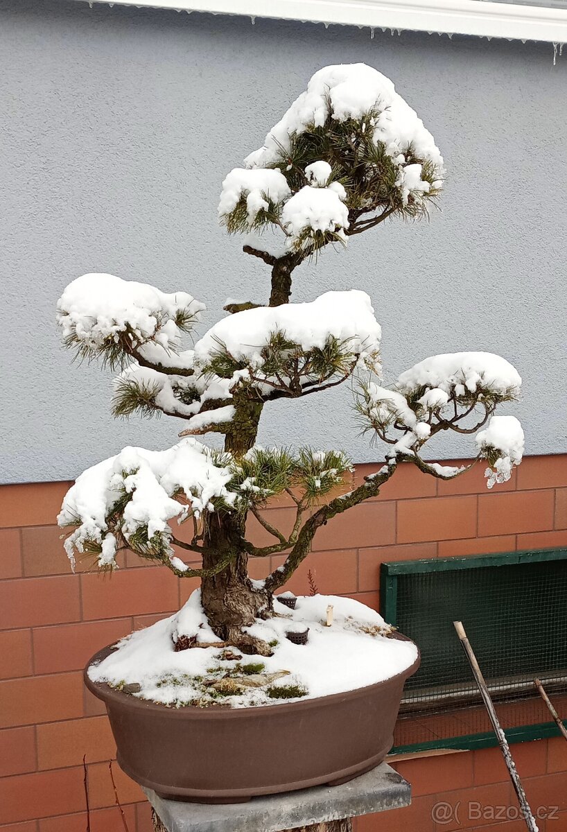 Borovice drobnokvětá bonsai - 9