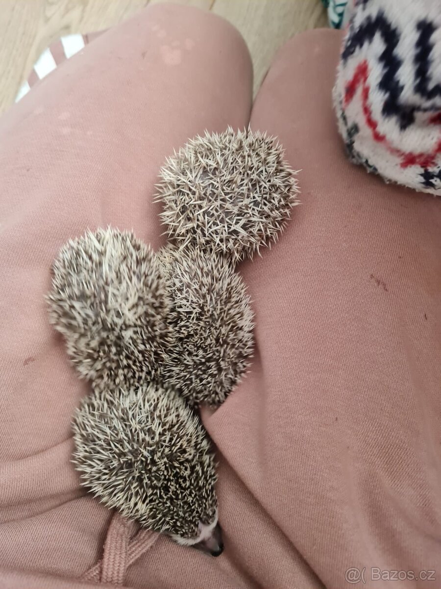 Jezek belobrichy - 9