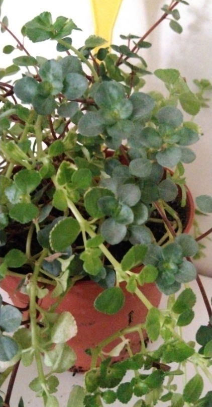 Pilea - pokojová rostlina - 9