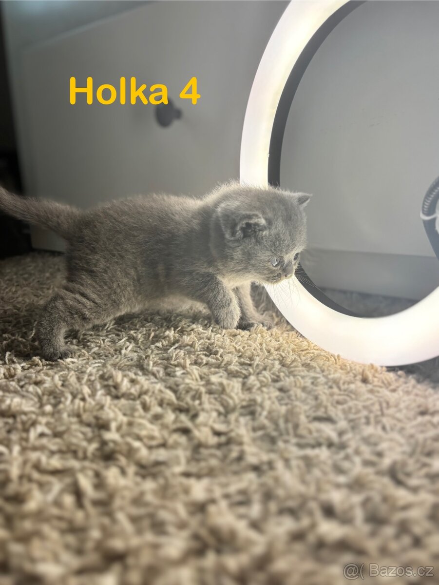 Britská koťata. - 9