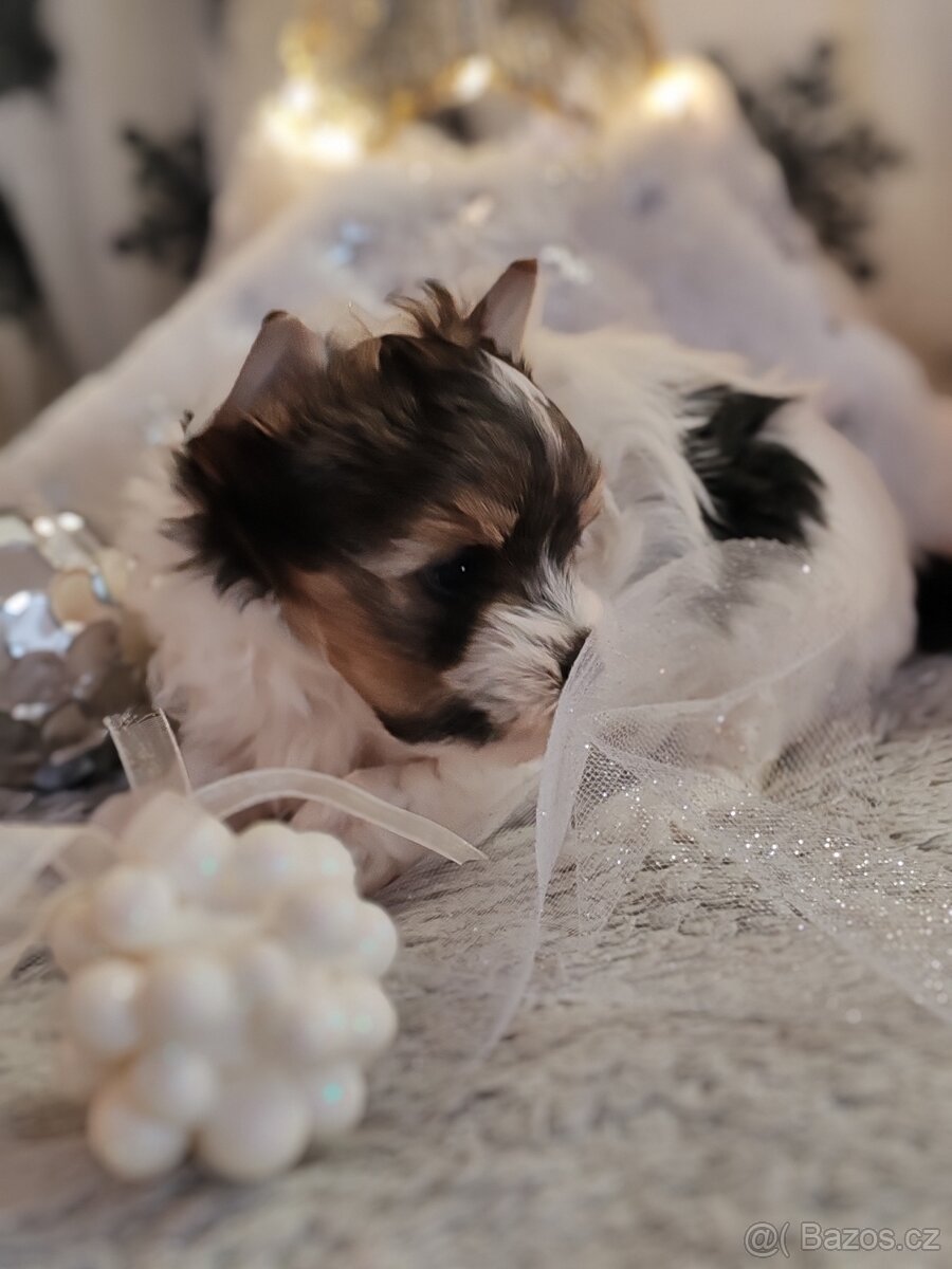 Jorkšírský teriér s PP biewer - 9