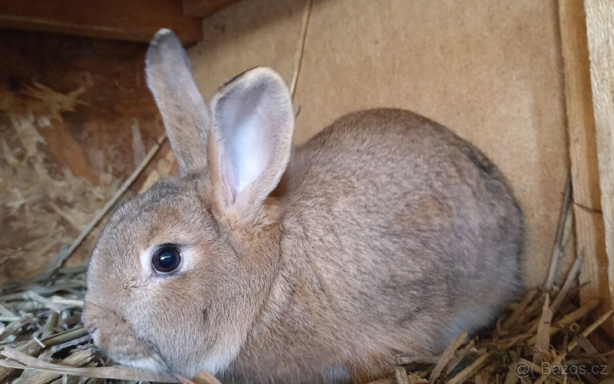 Prodám králíci, sušené pečivo a ječmen - 9