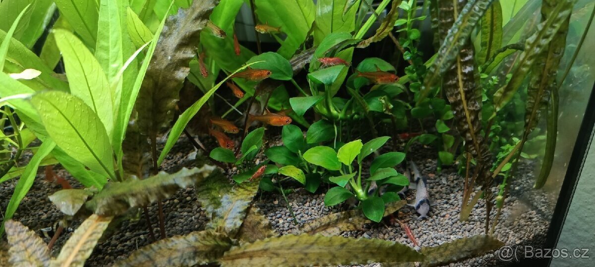 Akvarijní rostliny - 9
