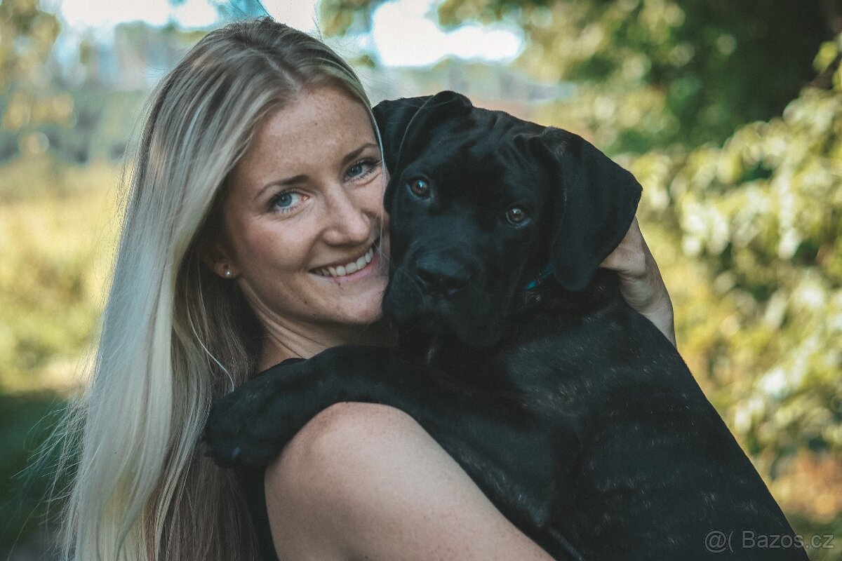 Krycí pes Cane Corso s PP - 9