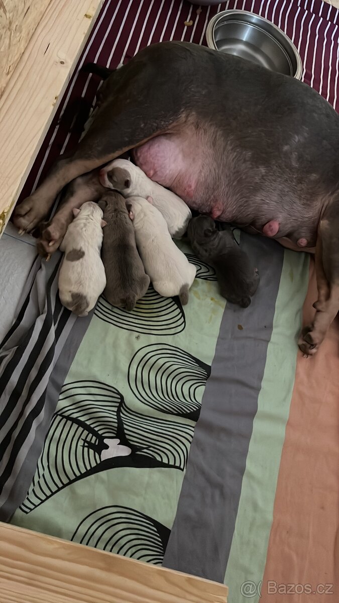 American bully pocket - 9