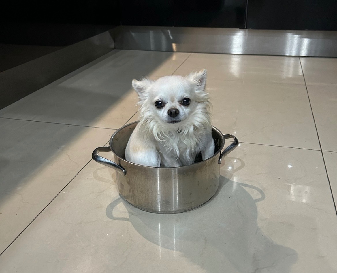 Dlouhosrstá čivava - 9