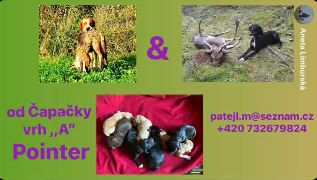 Anglický pointer štěňata - 9