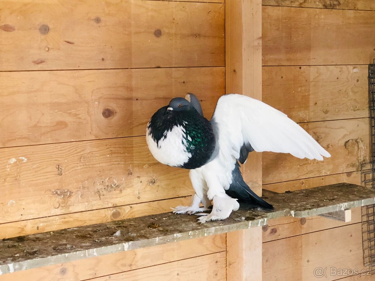 Holubi - 9