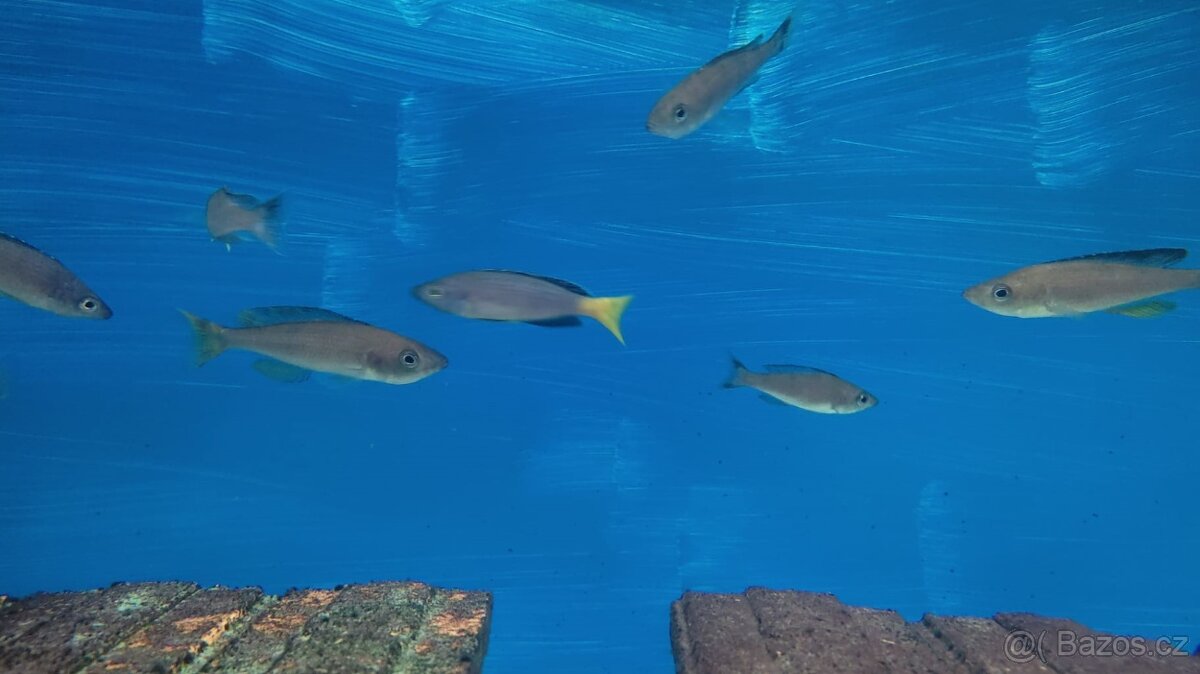 TLAMOVCI TANGANIKA MALAWI - 9