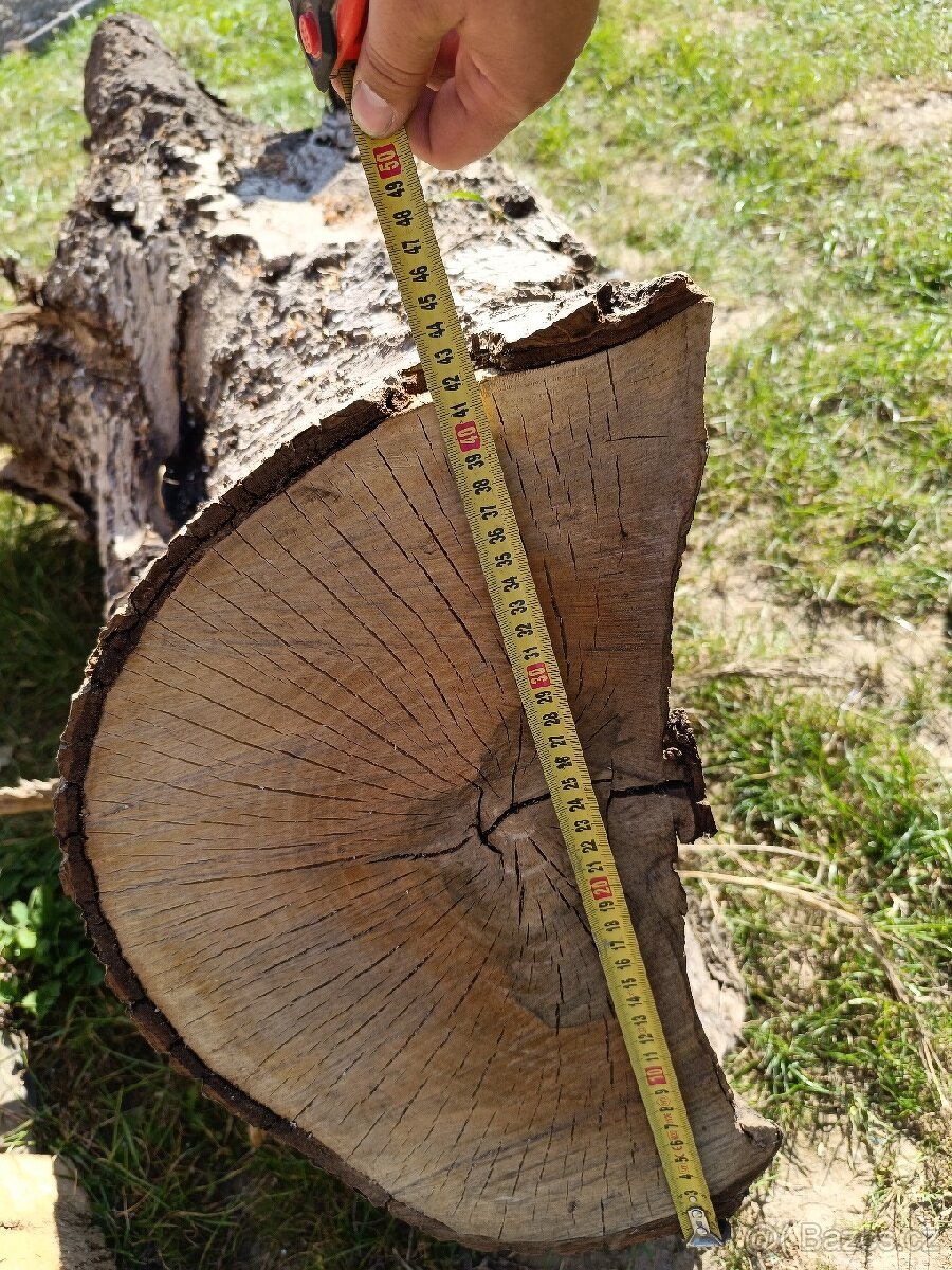 Prodám kmen čas kořene ořechů - 9