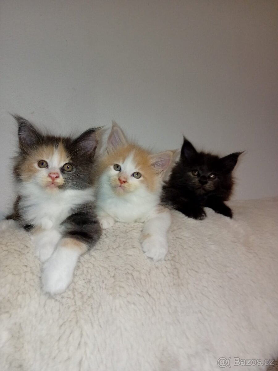 Krytí Mainská mývalí - 9