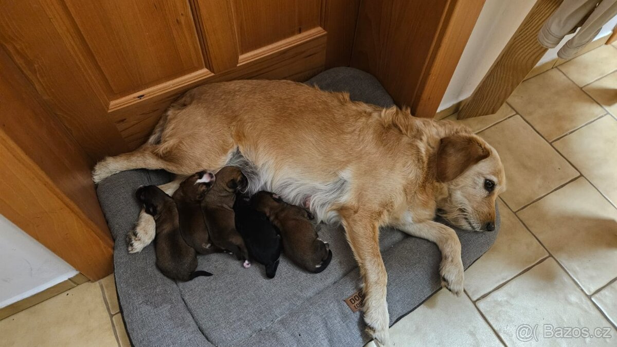Štěňátka - 9