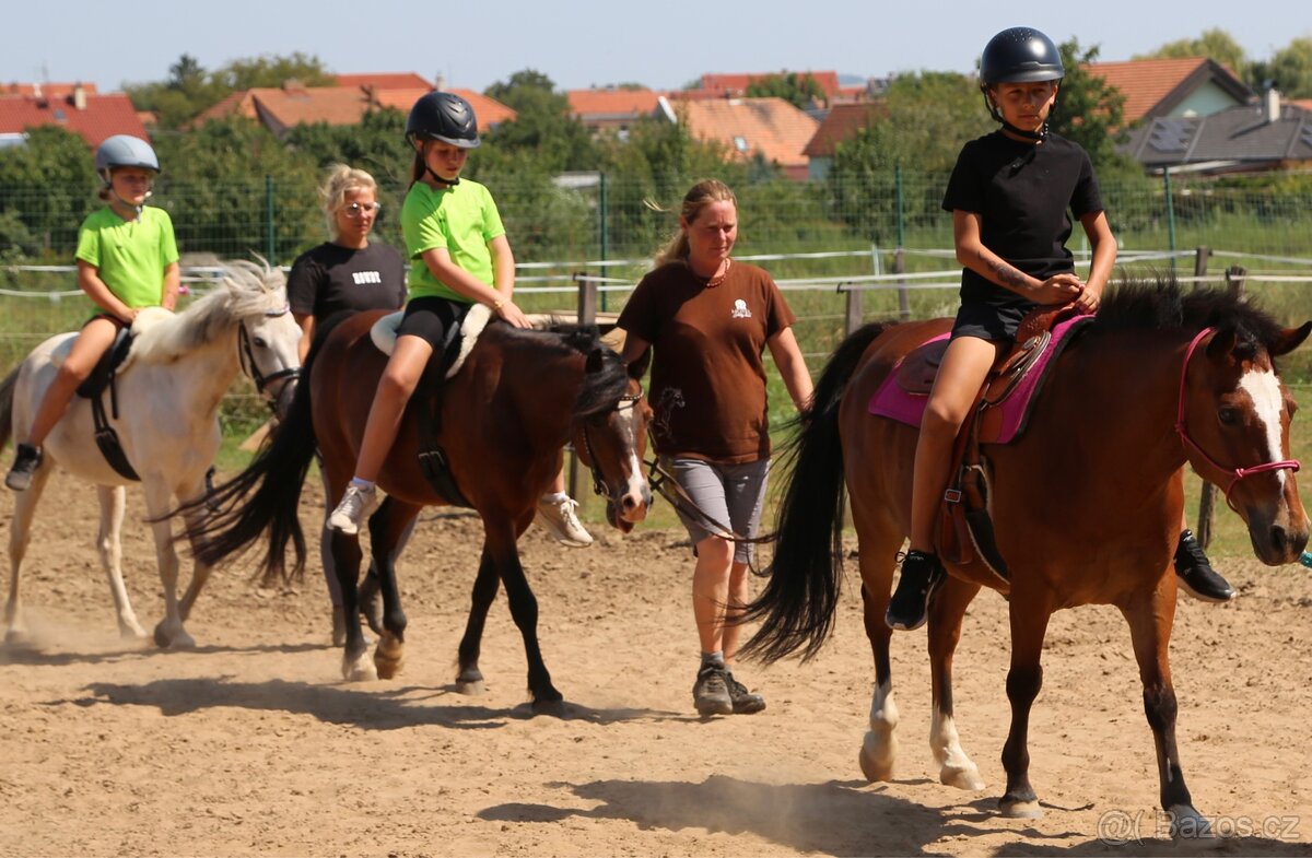 Pony valach Valentýn 2015 - 9
