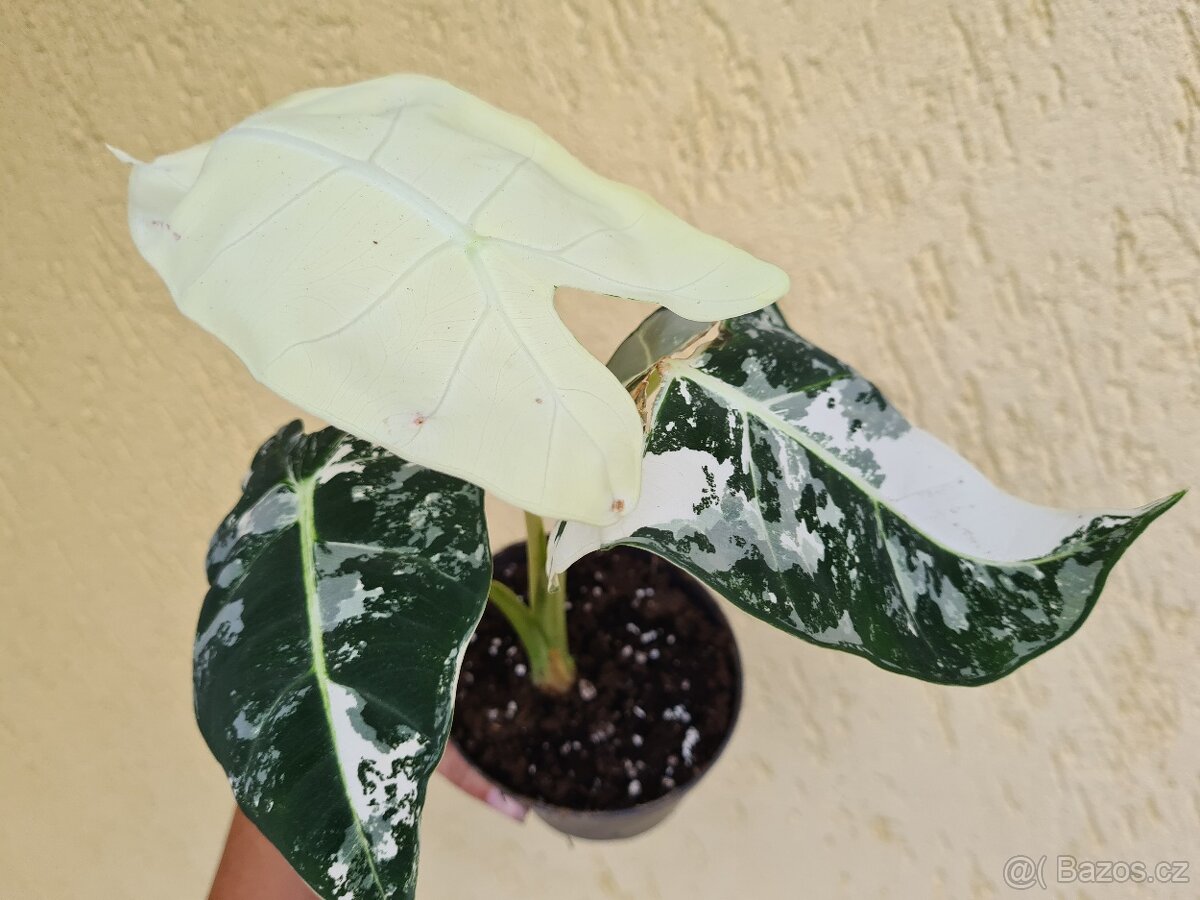 Alocasie - hlízy, rostliny - 9