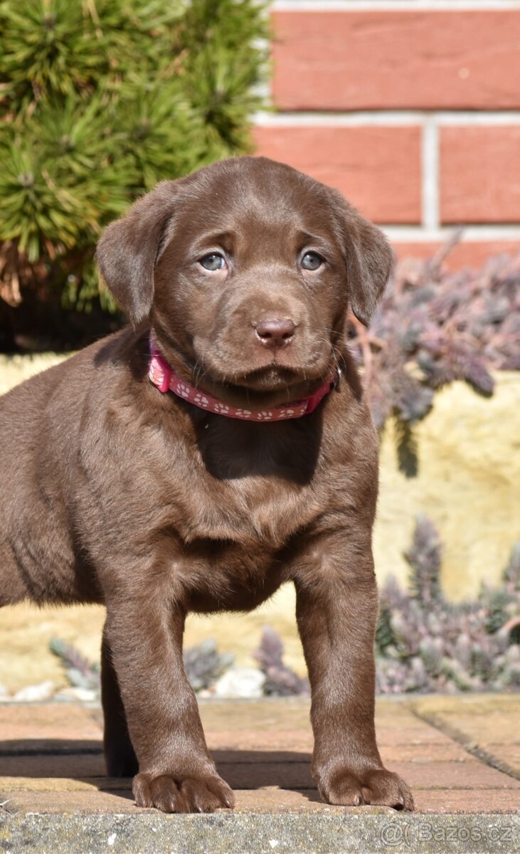 Stěňata labrador bez PP - 9