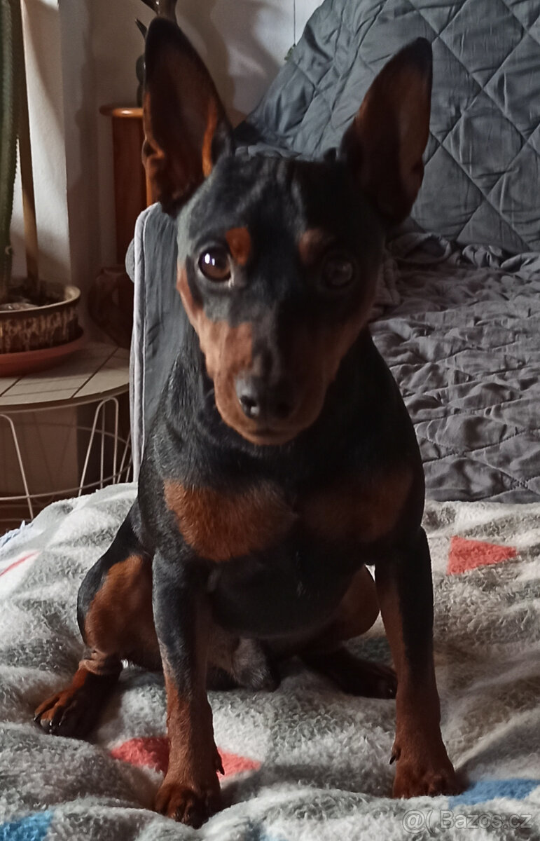 Trpasličí pinč - 9