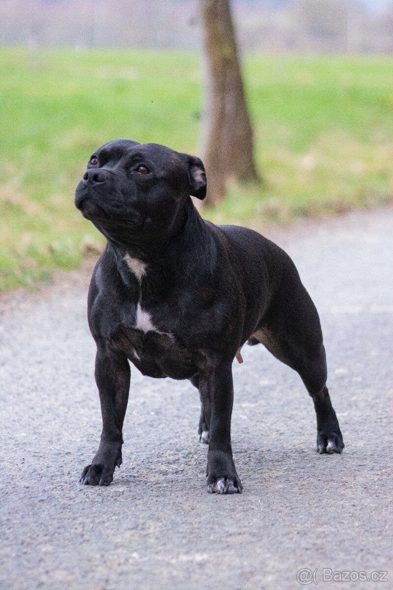 Stafordšírský bulteriér s PP - 9