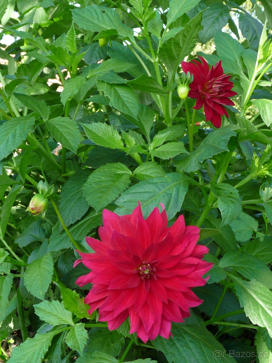 Cibule MEČÍKů - - - viz text a foto - 9