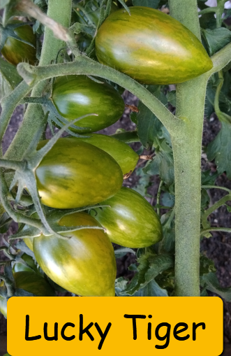 Semínka rajčata tyčkové - různé druhy - 9