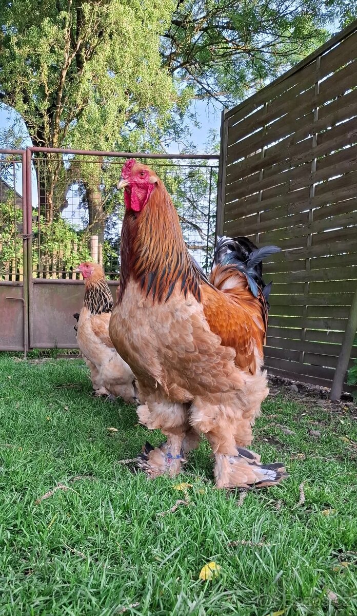 Brahmánka velká - 9