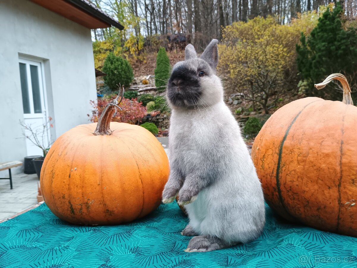 Zakrslý siamský žlutý s PP Medvídek - 9