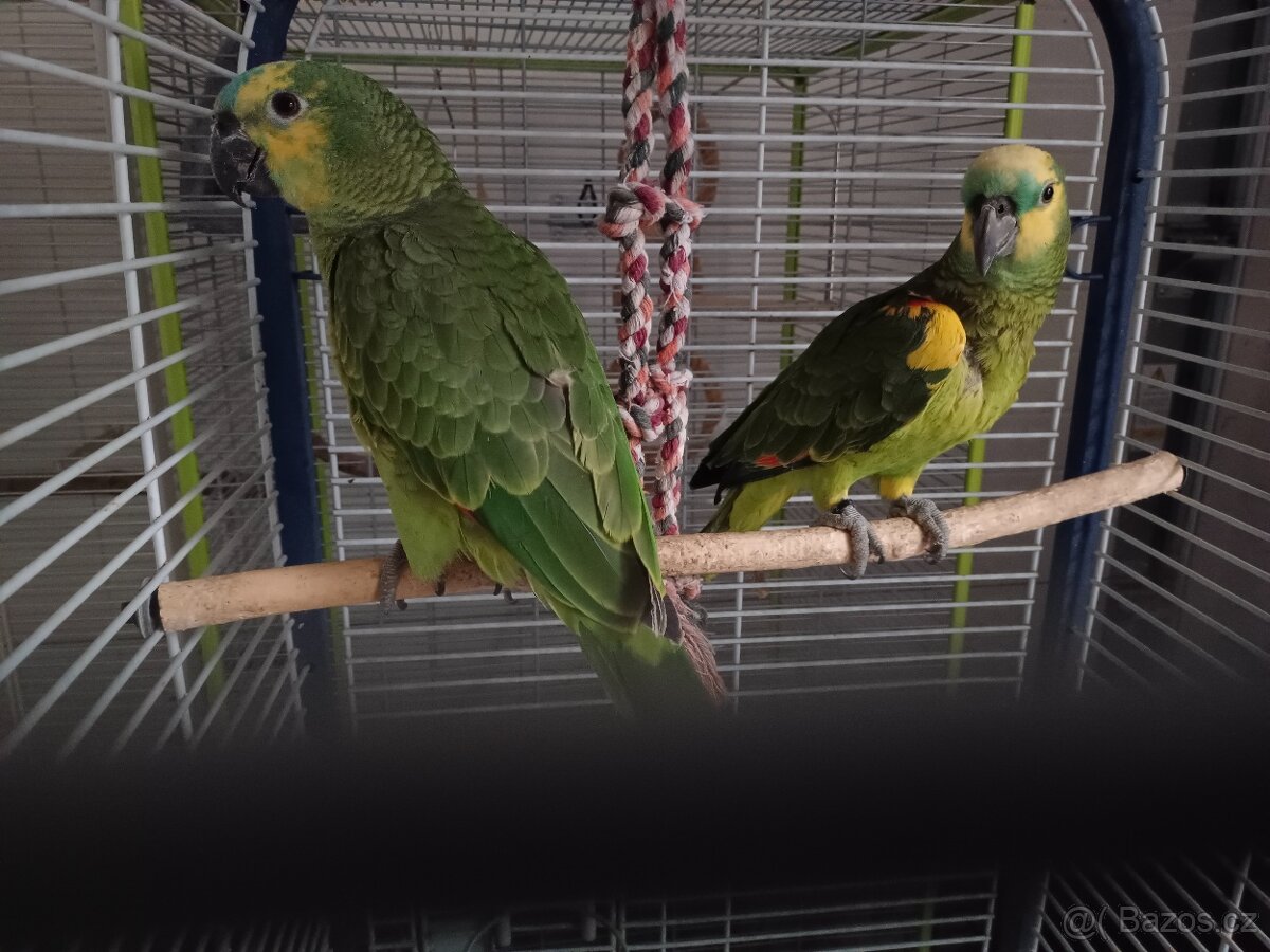 Amazoňan modročelý - 9