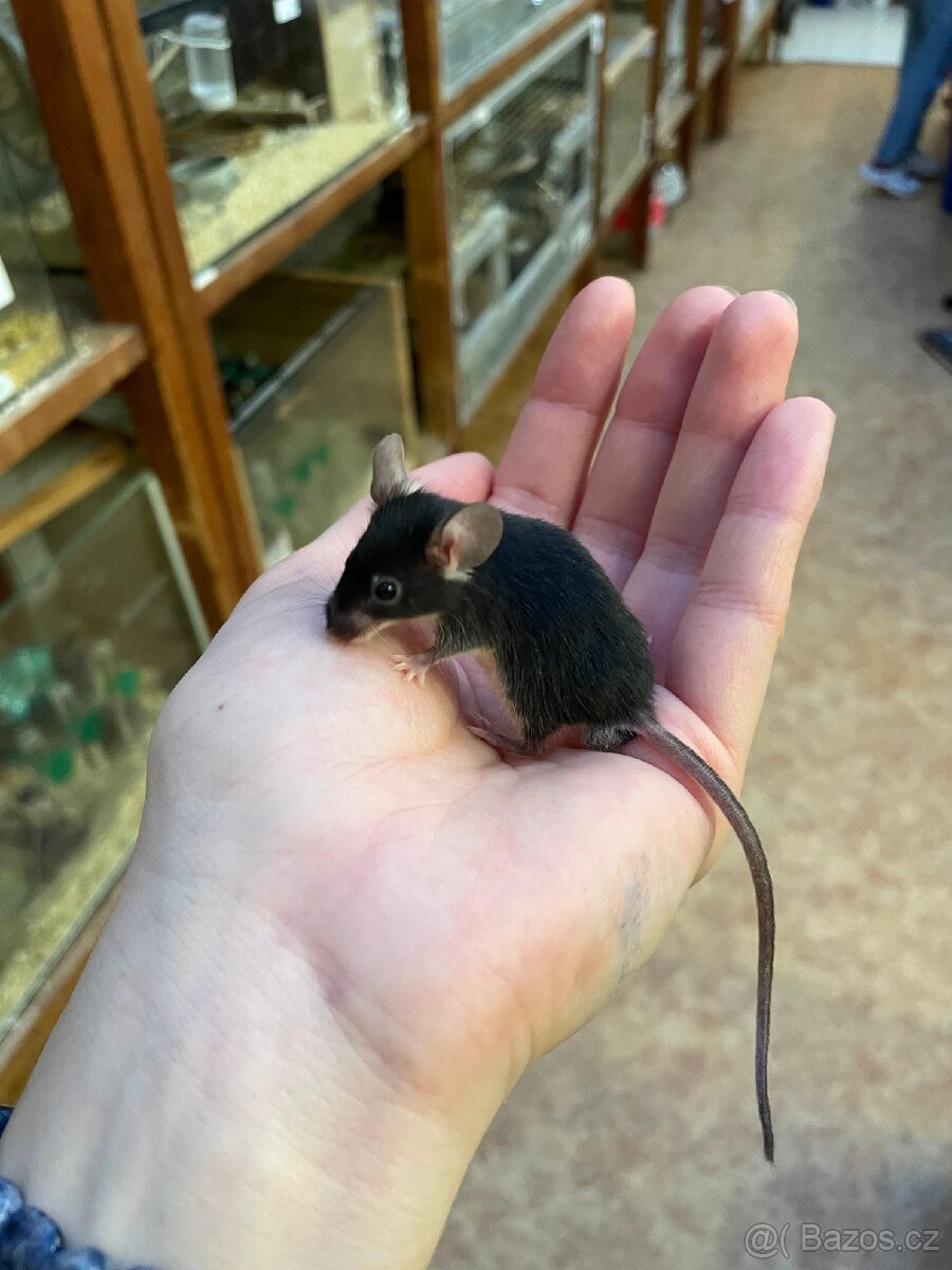 Myši laboratorní - 9