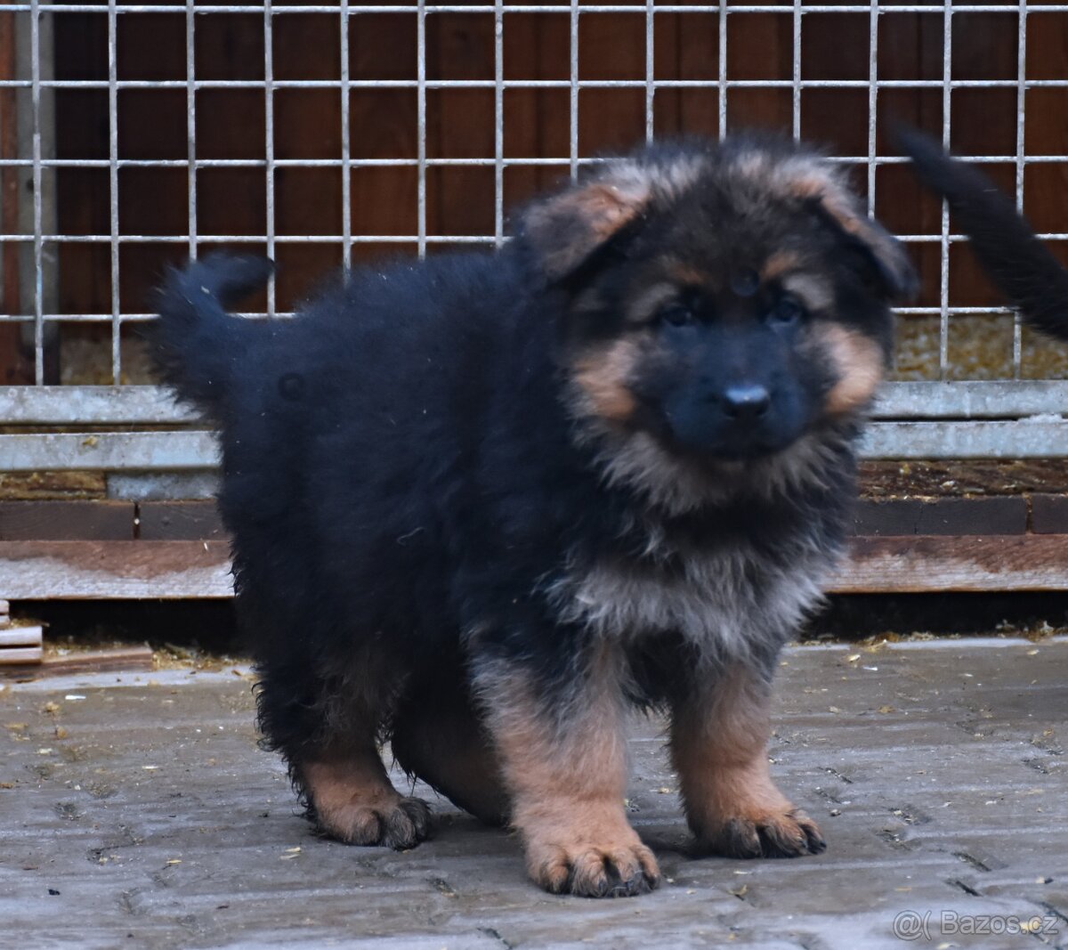 Německý Ovčák - štěňata - 9