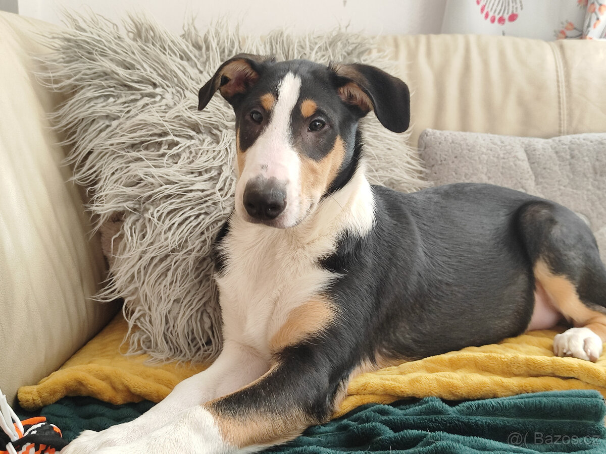 kólie krátkosrstá - 9