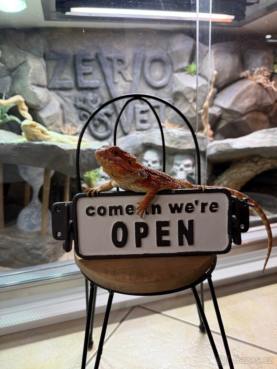 Samička agama vousatá k prodeji - 9