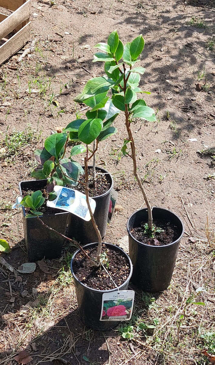 Kamélie japonská (Camellia Japonica) - 9