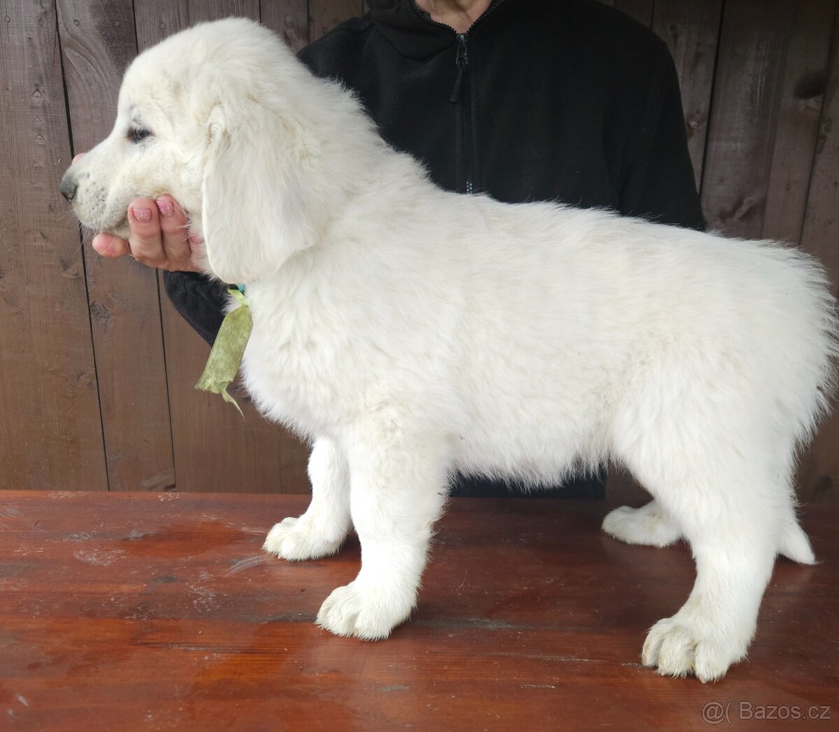 Slovenský čuvač - 9