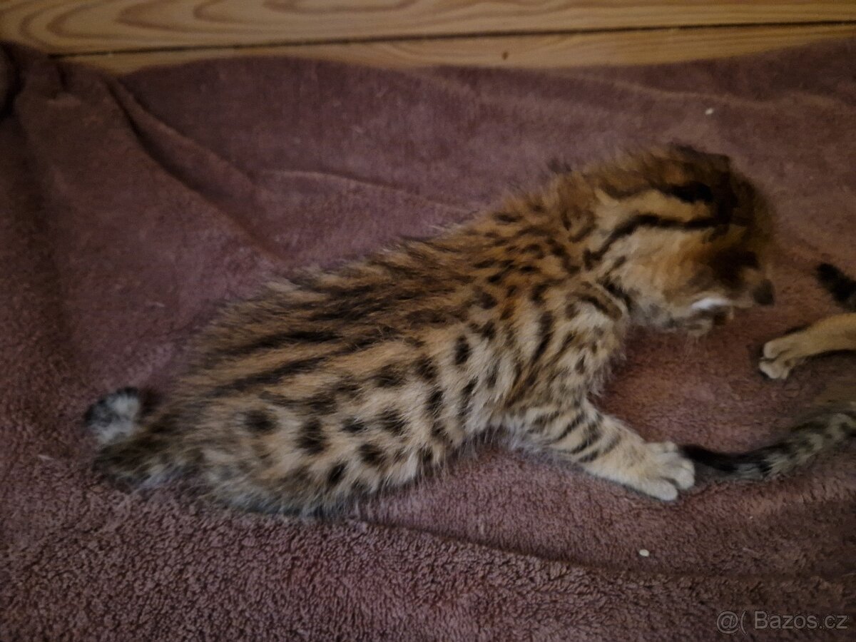 Savannah kotatka F5 - 9