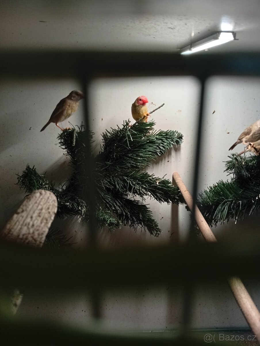 Astrild rakosní, rakosnik - 9