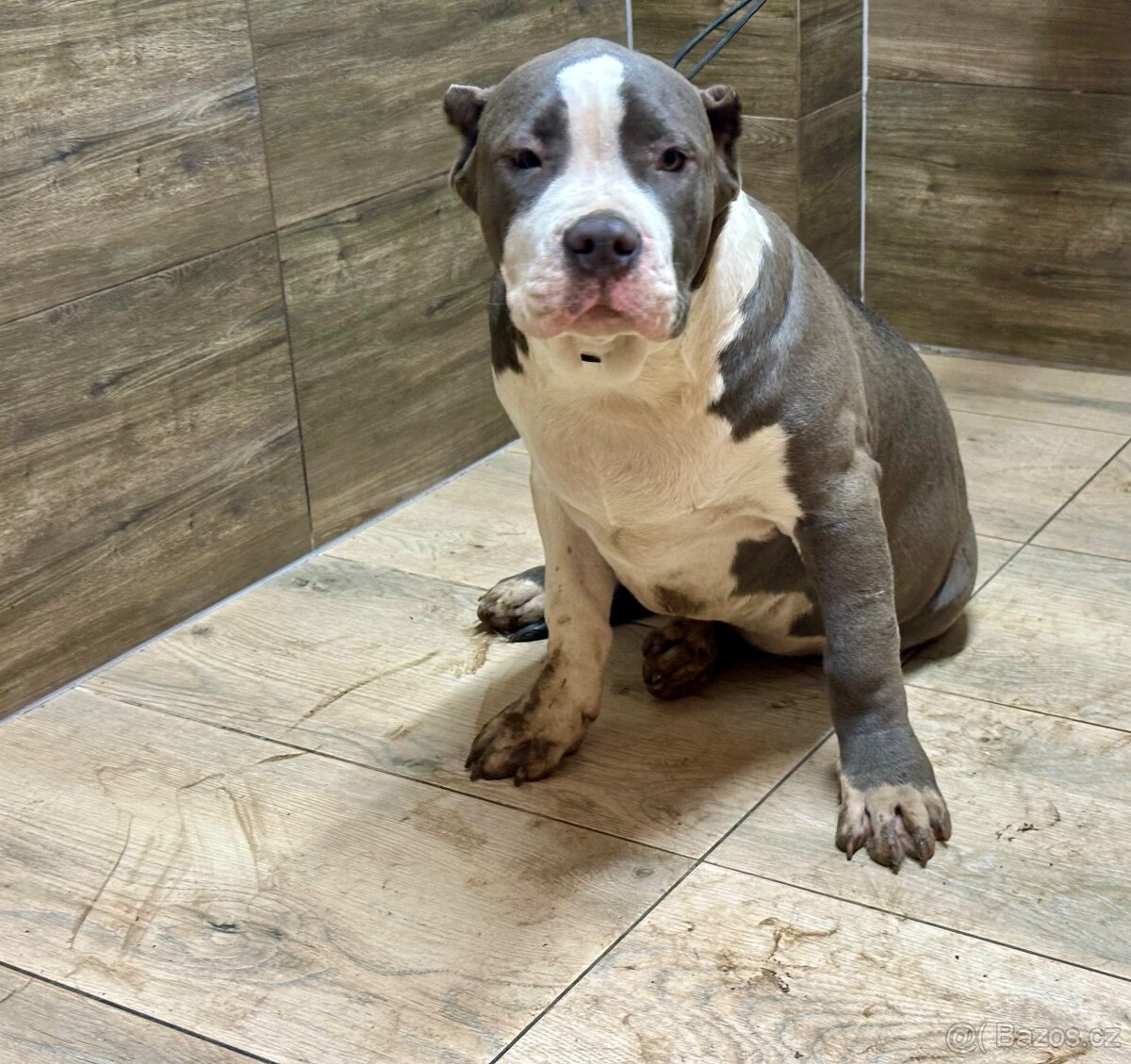 American bully XL - 9
