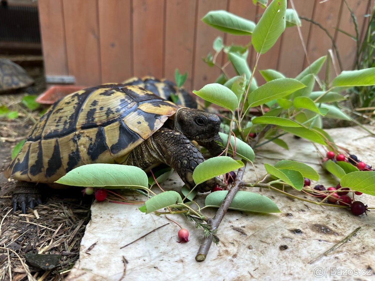 Suchozemská želva - 9