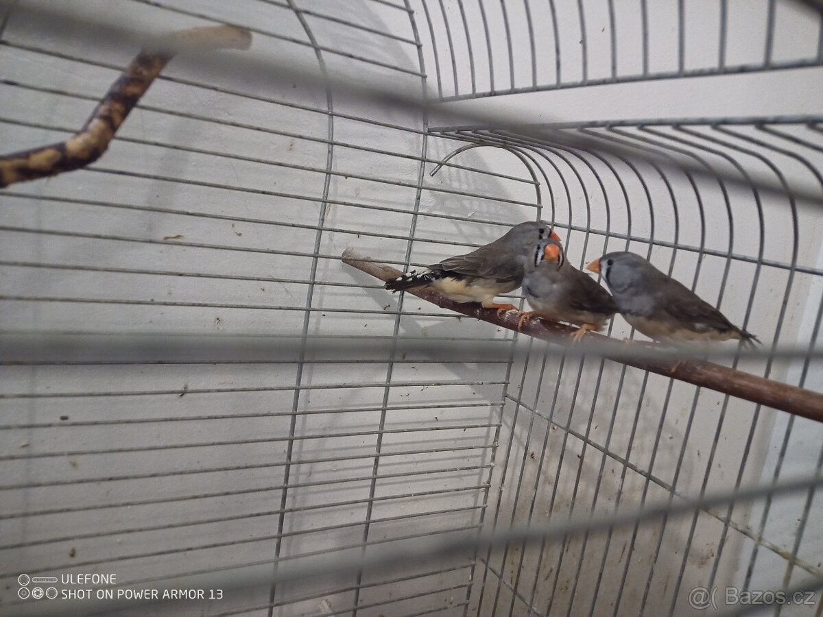 Zebricky, ryzovniky, krepelky. - 9