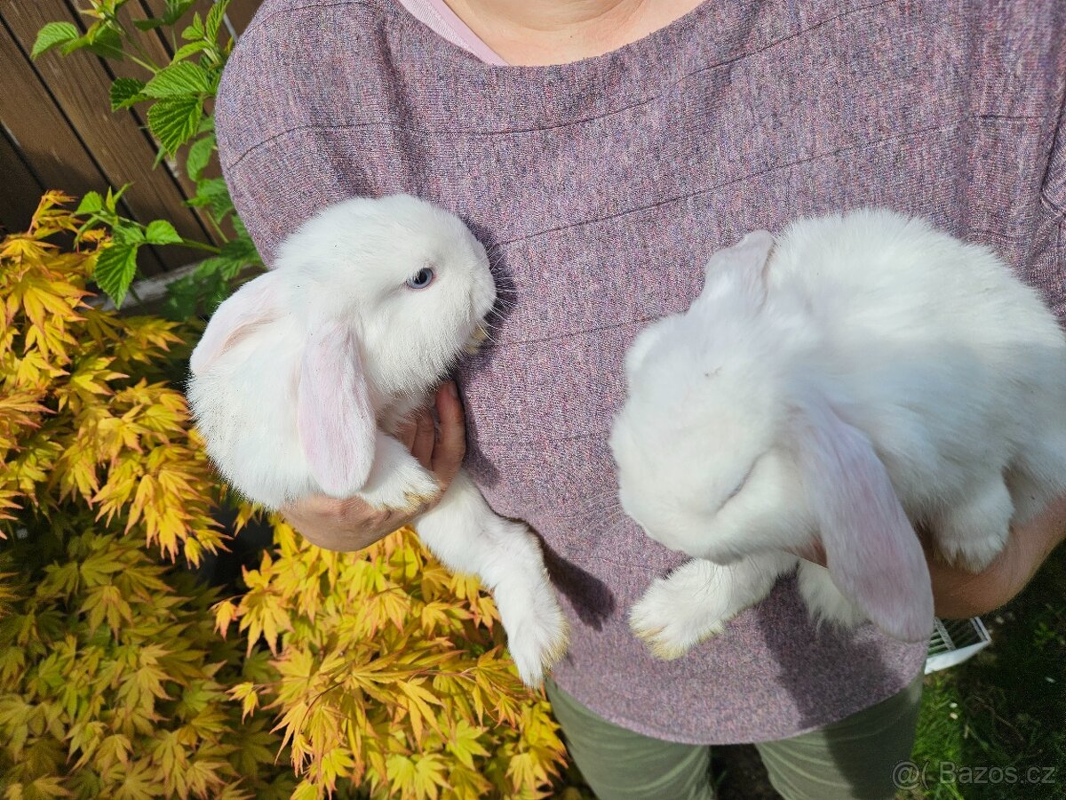 Zakrslý králík - 9