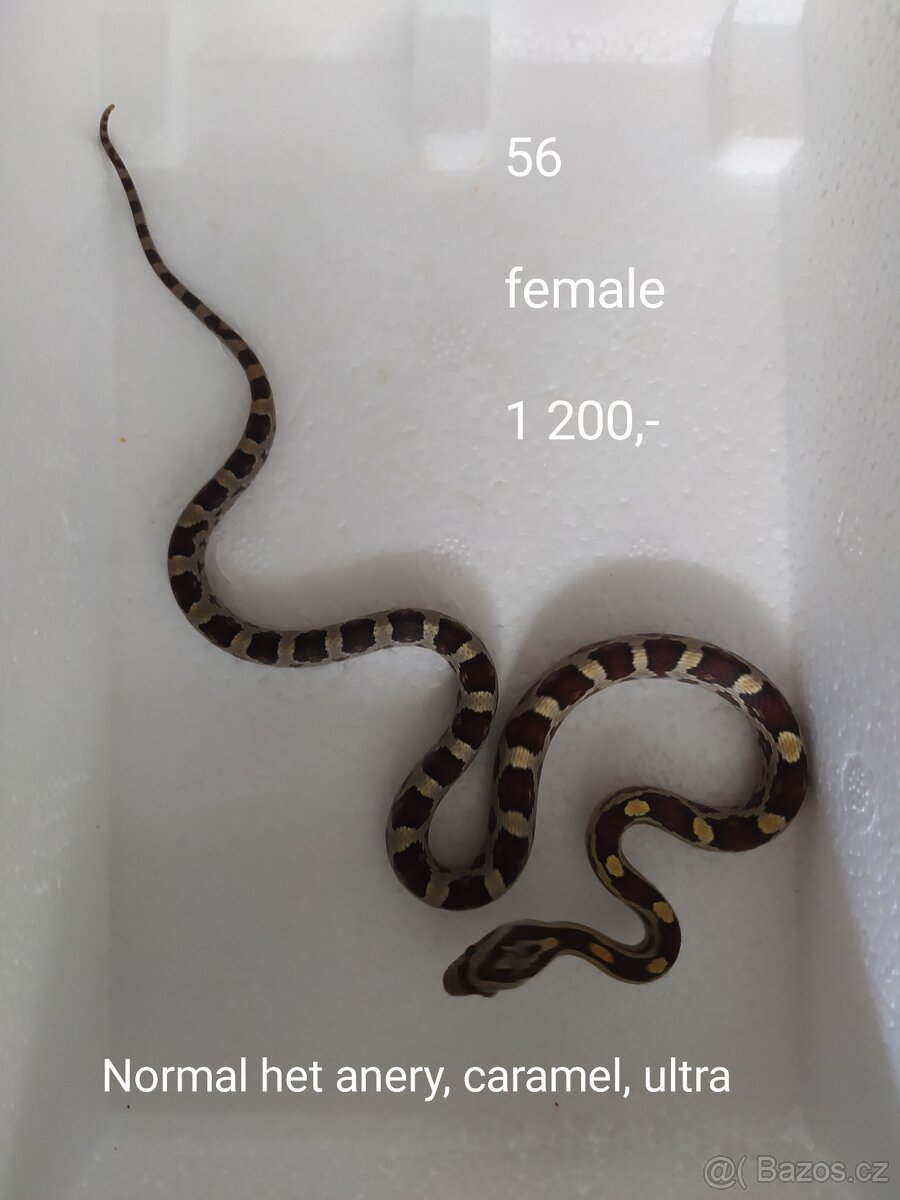 Užovka červená - 9