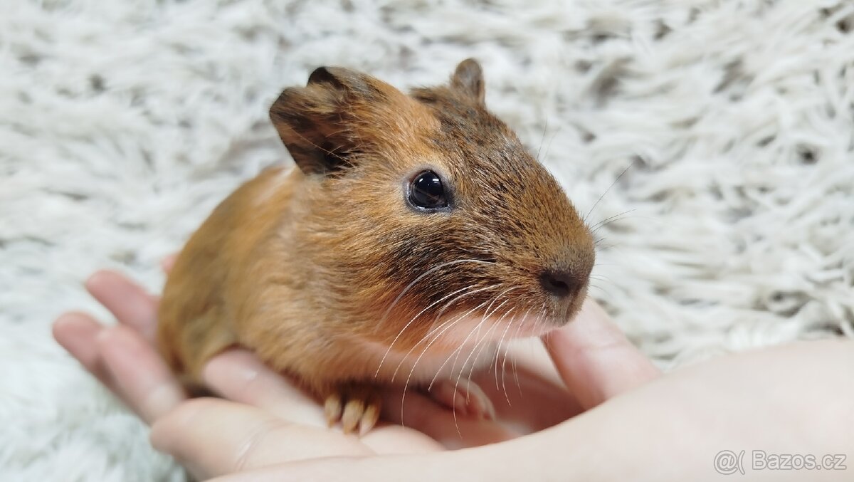 Morče, Morčata, Morčátko, Morčátka-JACOB A JAMES - 9