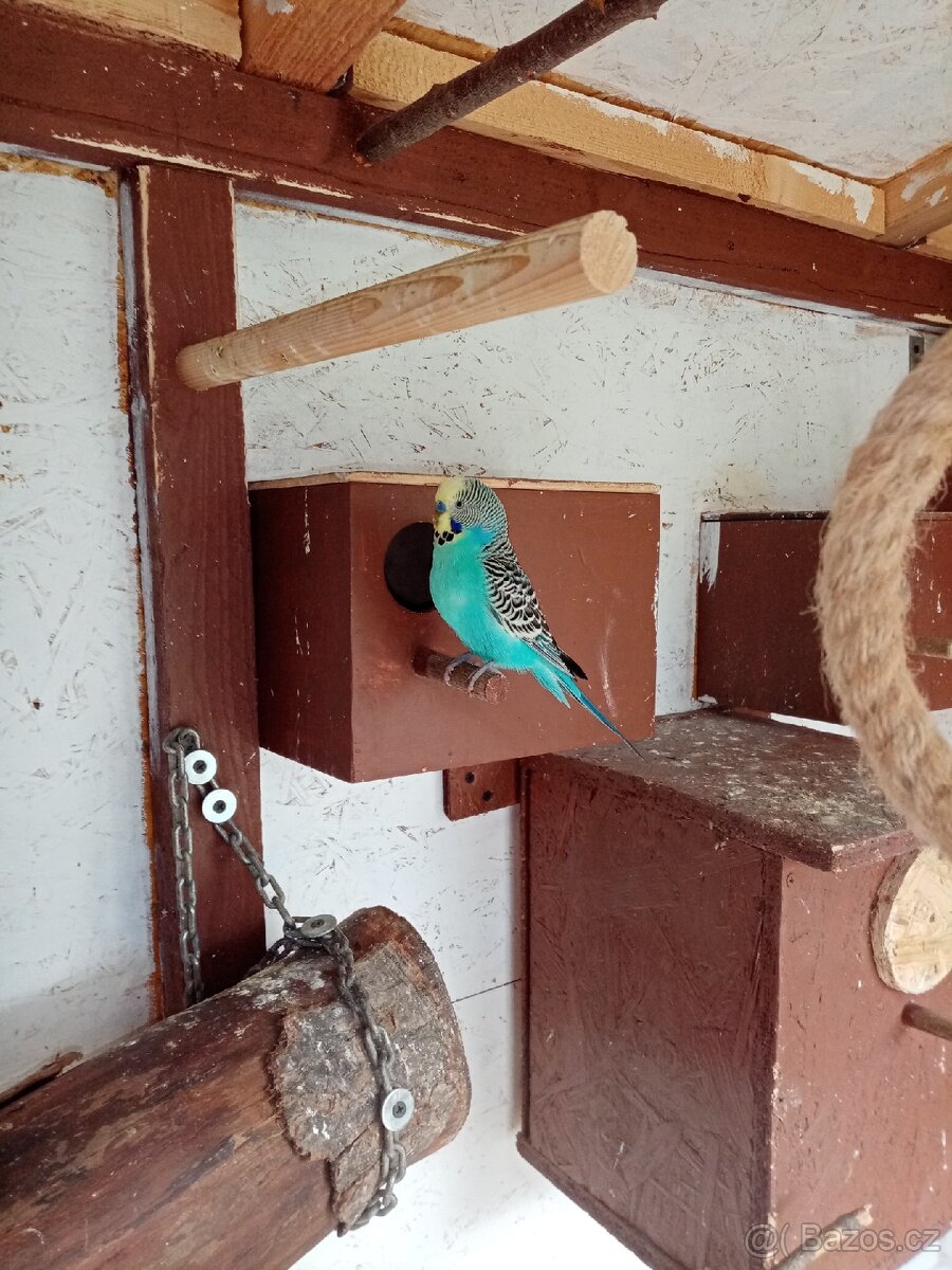 Prodám andulky vlnkované - 9