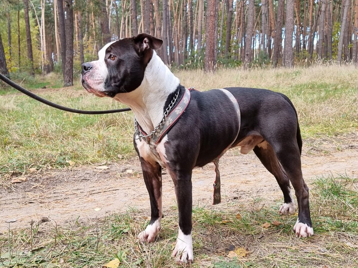 LUCKY K ADOPCI - jemný, přátelský mazel - 9