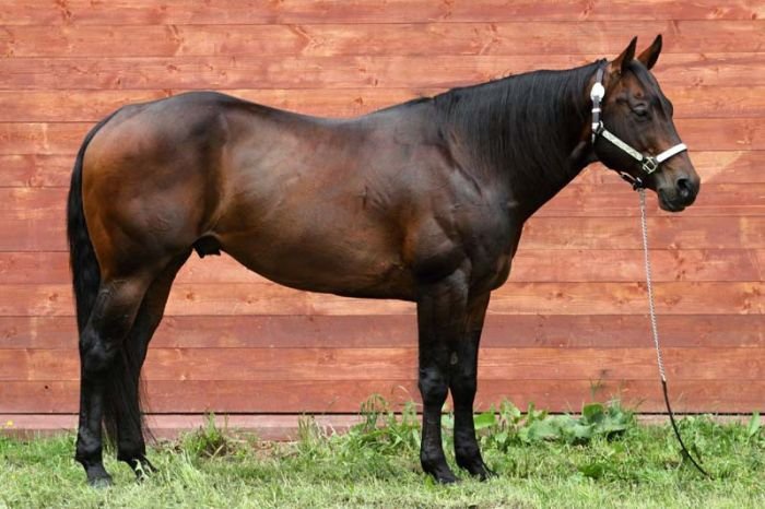 Qh valach po AP Royal Bar - 9