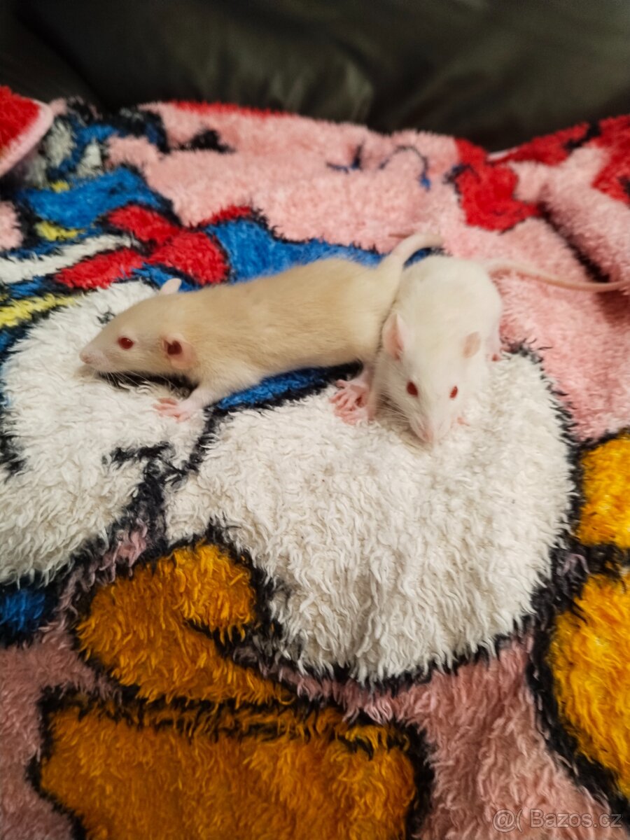 Potkan,potkánek - 9