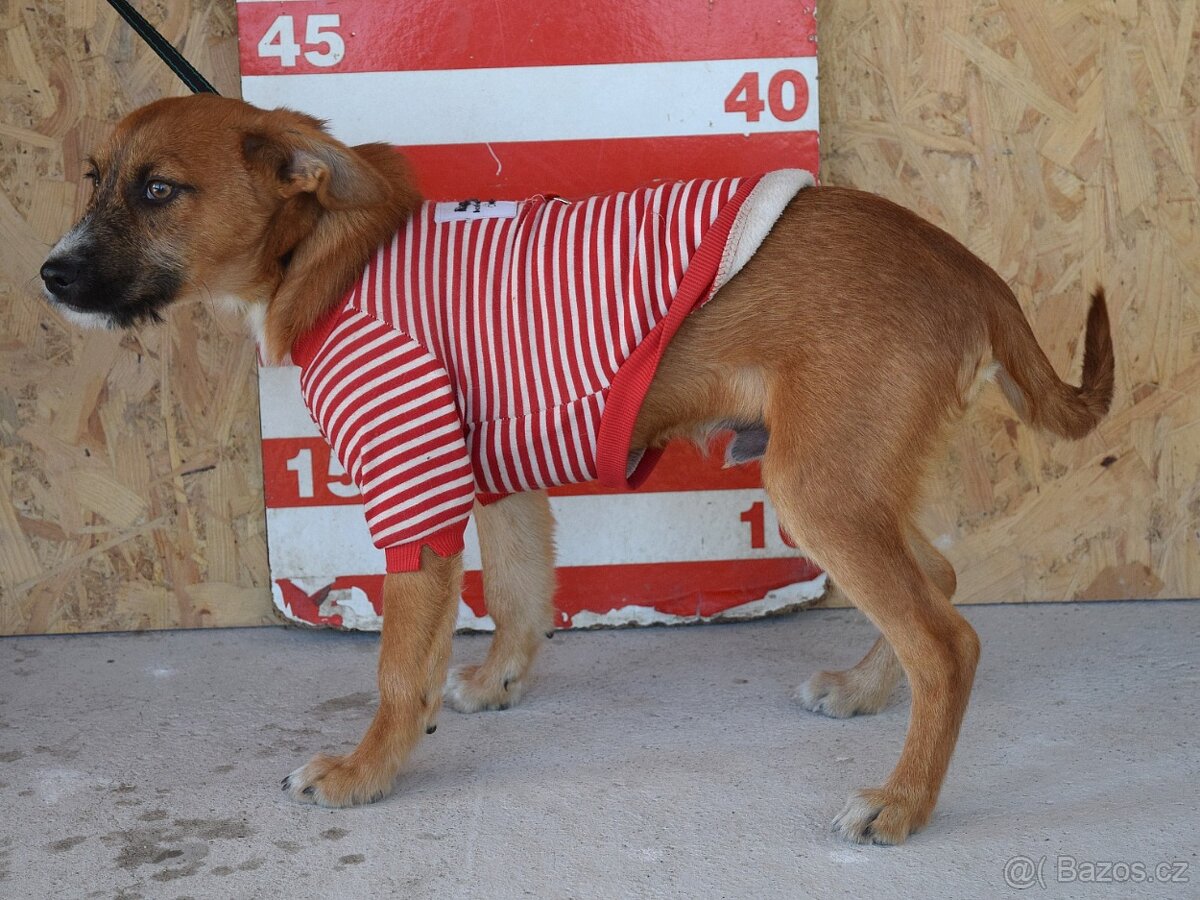 Mochi hledá domov - 9