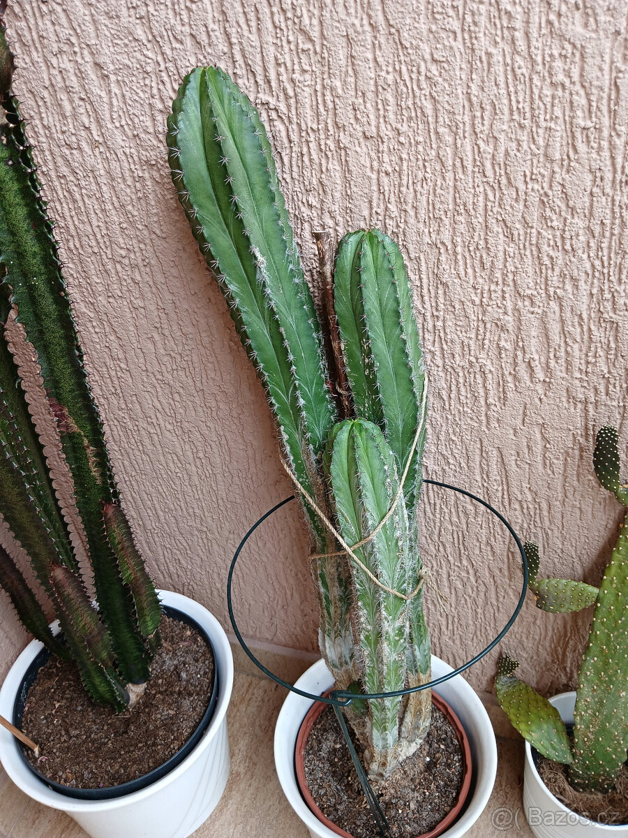 3 hodně velké kaktusy - 9